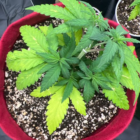 Violet Wedding Cake #1 growlog photo: Lst no braço principal duplo 