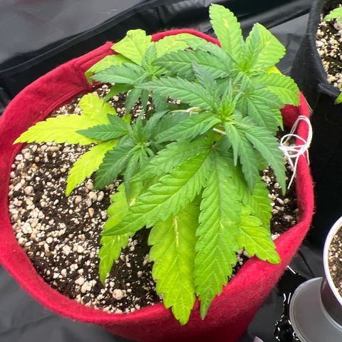 Violet Wedding Cake #1 growlog timeline photo