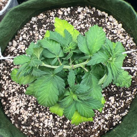  CBD Spliff Berry #1 growlog timeline photo