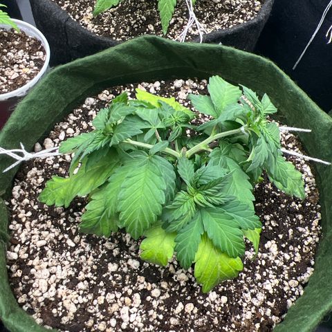  CBD Spliff Berry #1 growlog timeline photo
