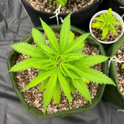 CBD Spliff Berry #2 growlog photo: Com certeza é uma sativa, será uma surpresa descobrir, se for possível, a strain.