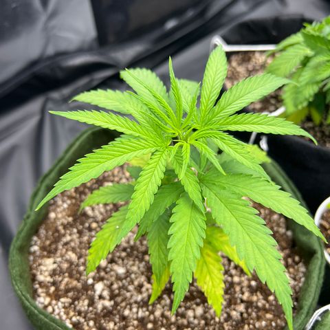 CBD Spliff Berry #2 growlog timeline photo