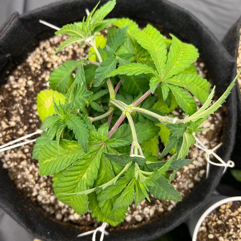 Super Lemon Haze #1 growlog timeline photo