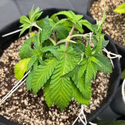 Super Lemon Haze #1 growlog timeline photo