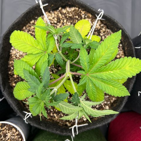 Super Lemon Haze #2 growlog timeline photo