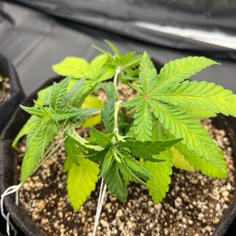 Super Lemon Haze #2 growlog timeline photo
