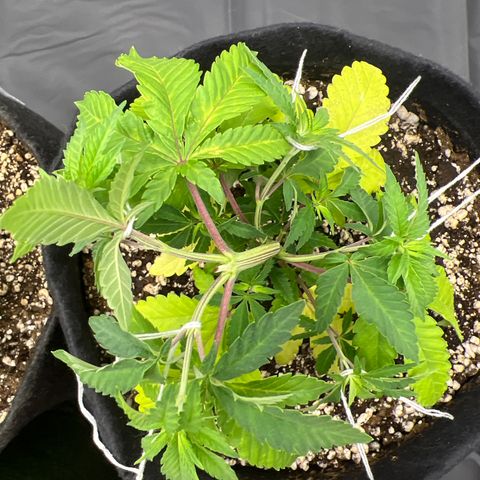 Super Lemon Haze #3 growlog timeline photo