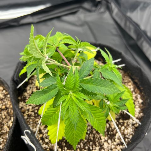 Super Lemon Haze #3 growlog timeline photo