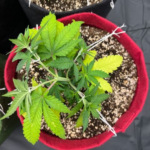 Violet Wedding Cake #1 growlog timeline photo