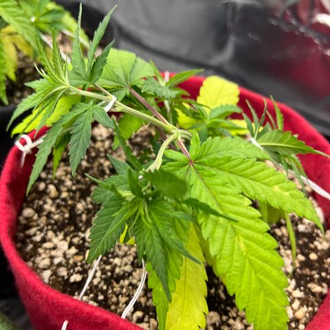 Violet Wedding Cake #1 growlog timeline photo