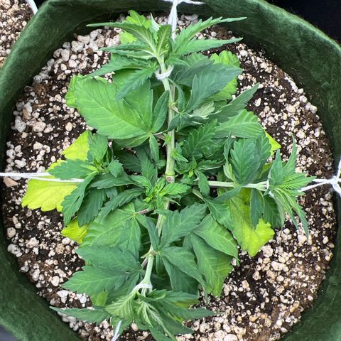  CBD Spliff Berry #1 growlog timeline photo