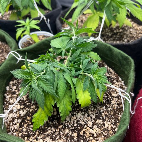  CBD Spliff Berry #1 growlog timeline photo