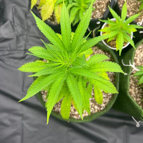 CBD Spliff Berry #2 growlog timeline photo