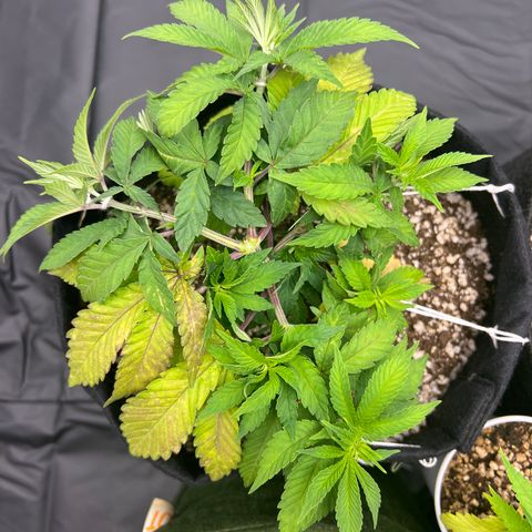 Super Lemon Haze #1 growlog timeline photo