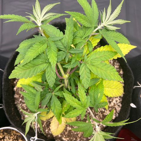 Super Lemon Haze #2 growlog timeline photo