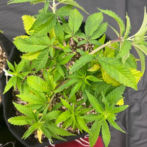 Super Lemon Haze #3 growlog timeline photo