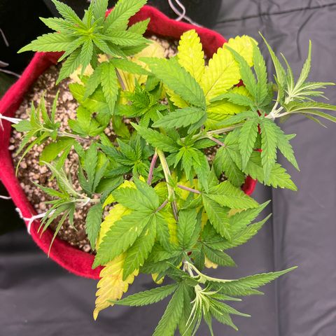 Violet Wedding Cake #1 growlog timeline photo