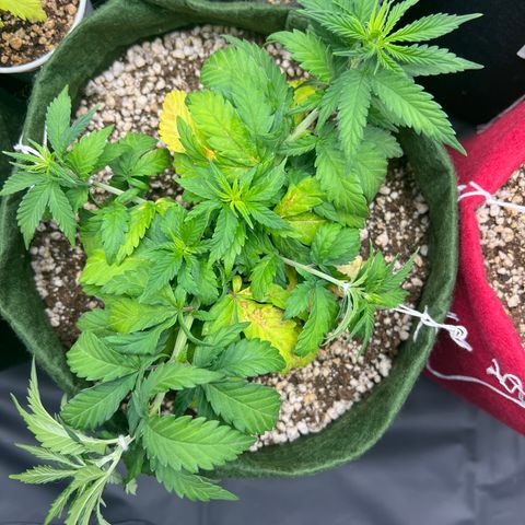  CBD Spliff Berry #1 growlog timeline photo