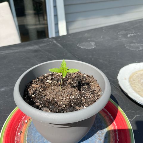 Gamma’s Brucey growlog timeline photo