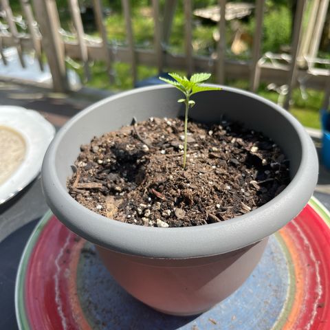 Gamma’s Brucey growlog timeline photo