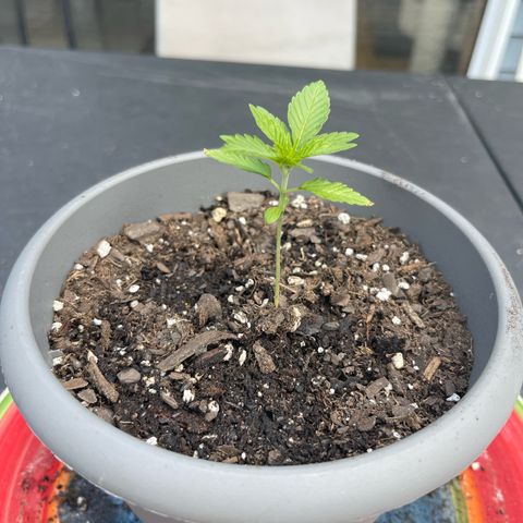 Gamma’s Brucey growlog timeline photo
