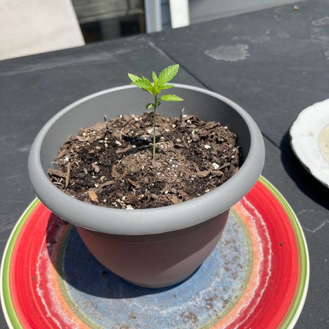 Gamma’s Brucey growlog timeline photo