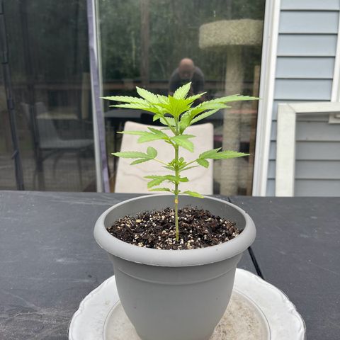 Gamma’s Brucey growlog timeline photo