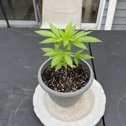 Gamma’s Brucey growlog timeline photo