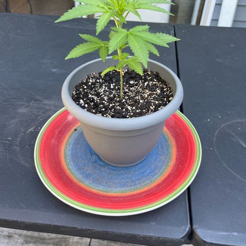 Gamma’s Brucey growlog timeline photo
