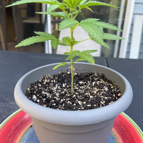 Gamma’s Brucey growlog timeline photo