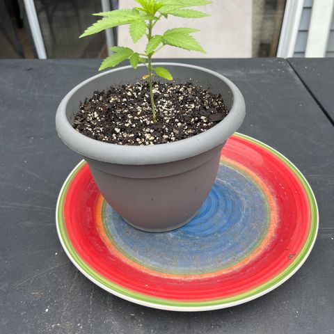 Gamma’s Brucey growlog timeline photo
