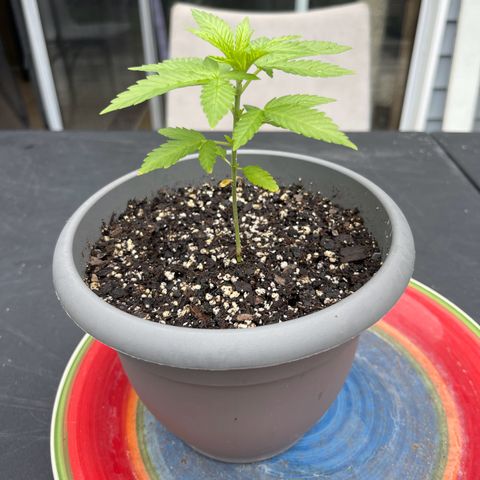 Gamma’s Brucey growlog timeline photo