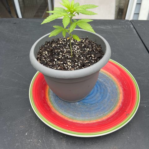 Gamma’s Brucey growlog timeline photo