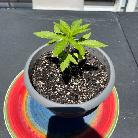Gamma’s Brucey growlog timeline photo