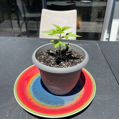 Gamma’s Brucey growlog timeline photo