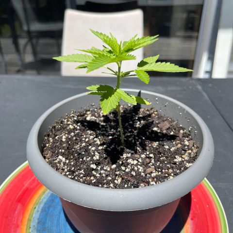Gamma’s Brucey growlog timeline photo
