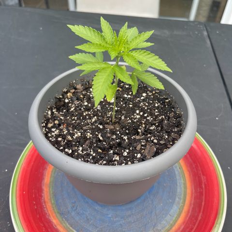 Gamma’s Brucey growlog timeline photo