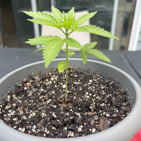 Gamma’s Brucey growlog timeline photo