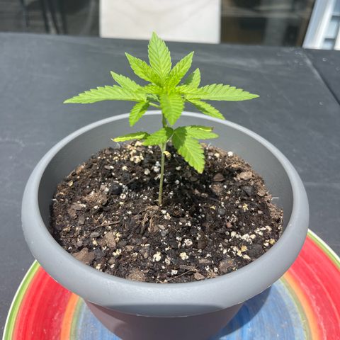 Gamma’s Brucey growlog timeline photo