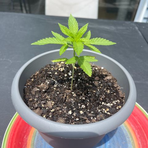 Gamma’s Brucey growlog timeline photo