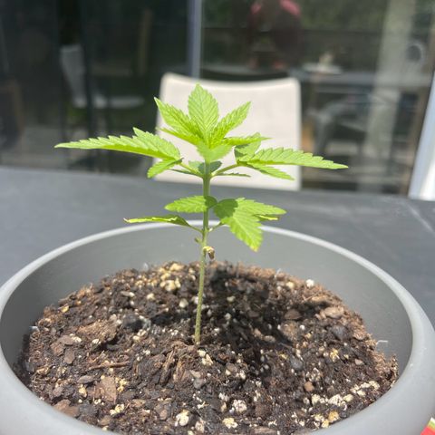 Gamma’s Brucey growlog timeline photo