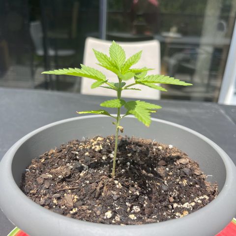 Gamma’s Brucey growlog timeline photo