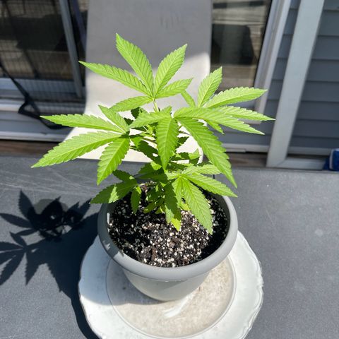 Gamma’s Brucey growlog timeline photo