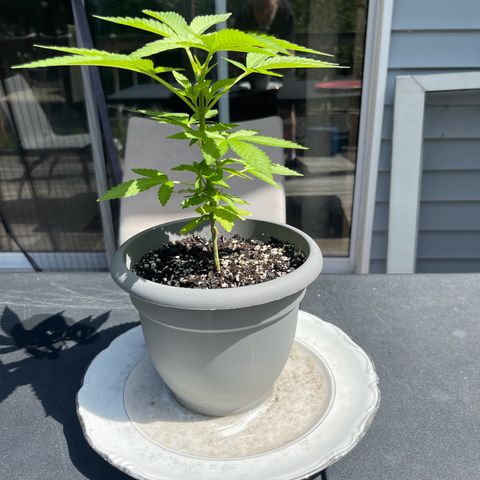 Gamma’s Brucey growlog timeline photo