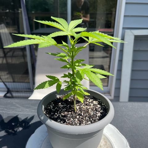 Gamma’s Brucey growlog timeline photo