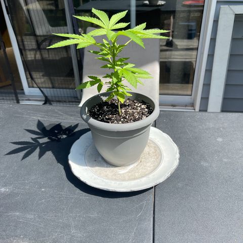 Gamma’s Brucey growlog timeline photo