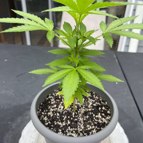 Gamma’s Brucey growlog timeline photo