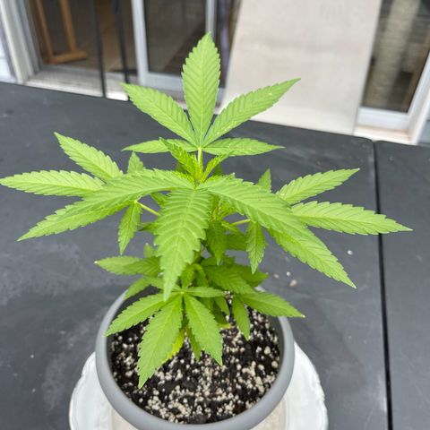 Gamma’s Brucey growlog timeline photo