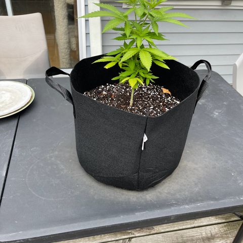 Gamma’s Brucey growlog timeline photo