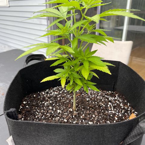 Gamma’s Brucey growlog timeline photo